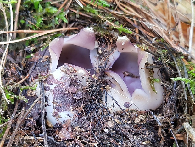 tulipánovka fialová Sarcosphaera coronaria (Jacq.) J. Schröt.