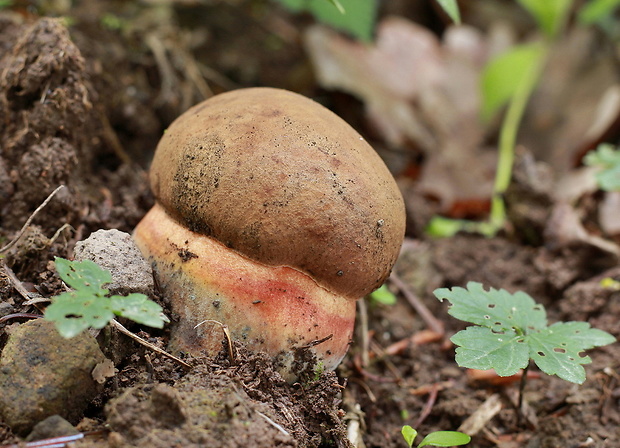 hríb zrnitohlúbikový Sutorius luridiformis (Rostk.) G. Wu & Zhu L. Yang