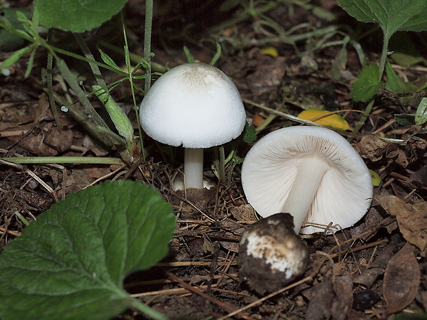 pošvovec Volvariella sp.