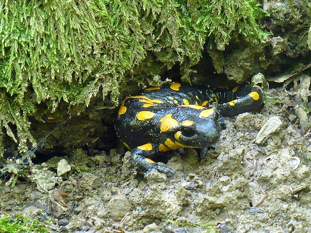 salamandra škvrnitá salamandra salamandra