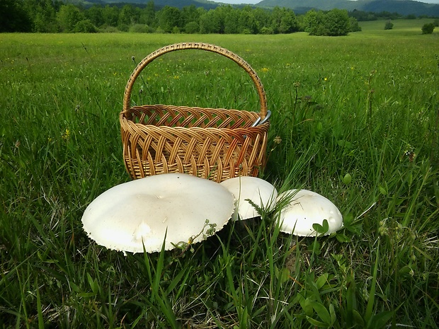 pečiarka poľná Agaricus campestris L.