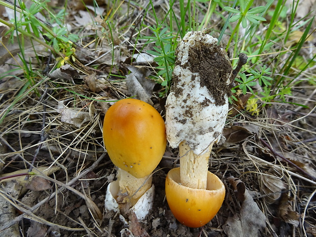 muchotrávka oranžová Amanita crocea (Quél.) Singer