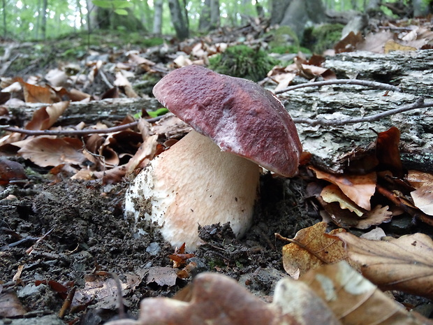 hríb sosnový Boletus pinophilus Pil. et Dermek in Pil.