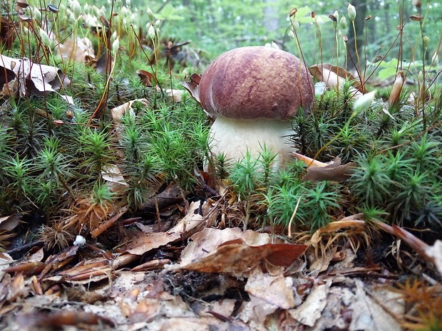 hríb sosnový Boletus pinophilus Pil. et Dermek in Pil.