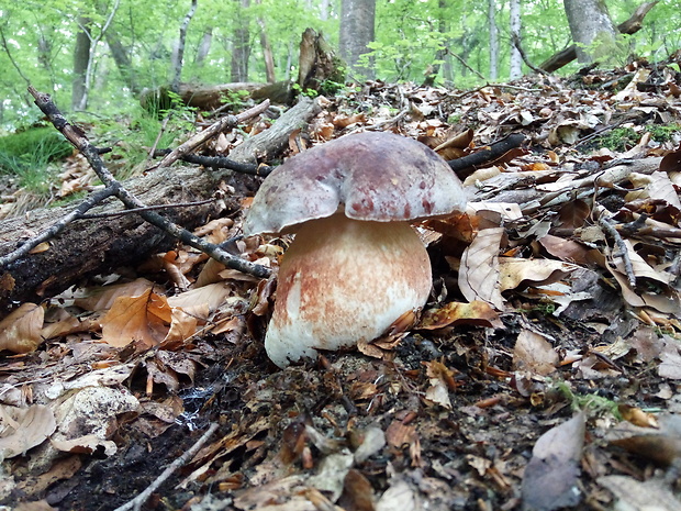 hríb sosnový Boletus pinophilus Pil. et Dermek in Pil.