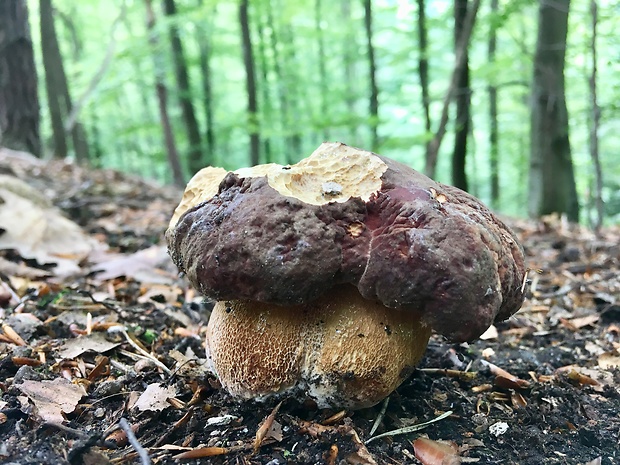 hríb sosnový Boletus pinophilus Pil. et Dermek in Pil.