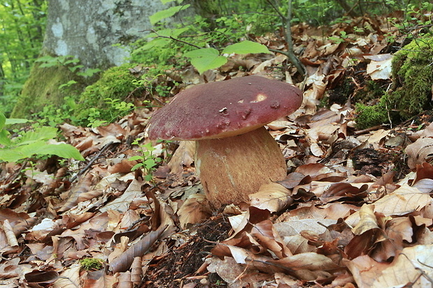 hríb sosnový Boletus pinophilus Pil. et Dermek in Pil.