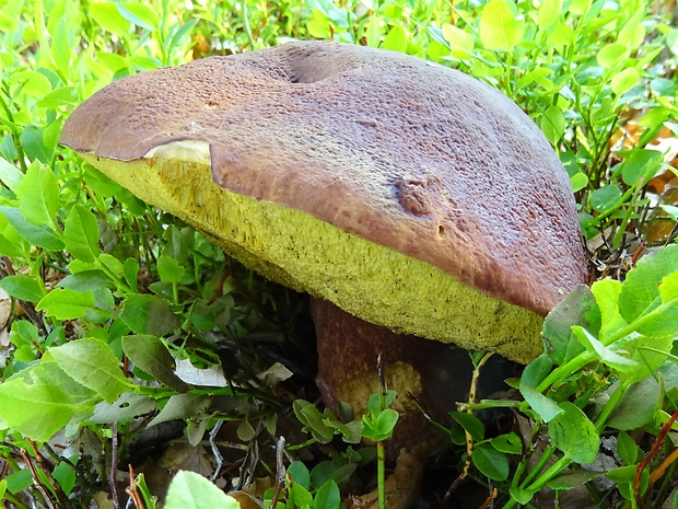 hríb sosnový Boletus pinophilus Pil. et Dermek in Pil.