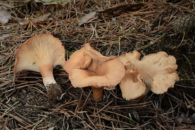 strmuľka hnedočervená Bonomyces sinopicus (Fr.) Vizzini