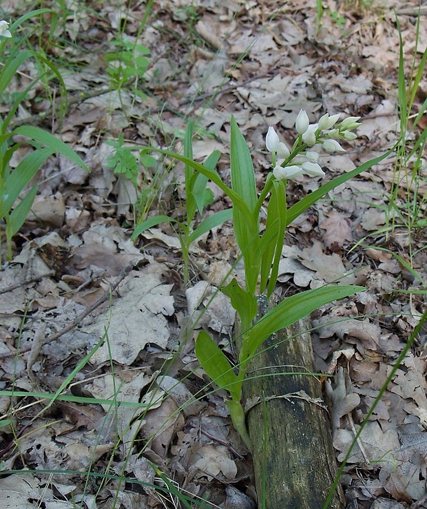 prilbovka dlholistá Cephalanthera longifolia (L.) Fritsch