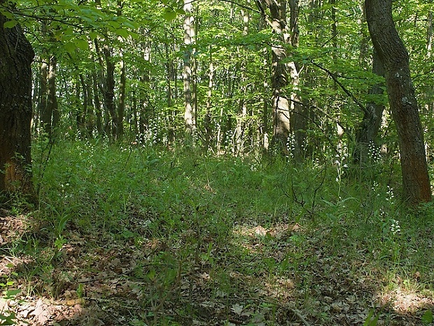 prilbovka dlholistá Cephalanthera longifolia (L.) Fritsch