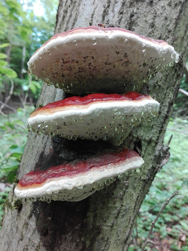 práchnovček Fomitopsis sp.