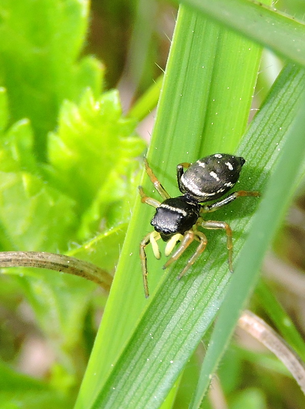 skákavka medená Heliophanus cupreus