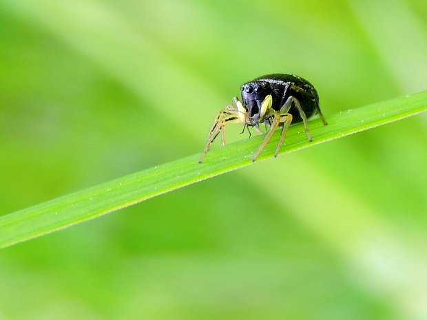 skákavka  Heliophanus sp.