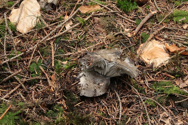 šťavnačka marcová Hygrophorus marzuolus (Fr.) Bres.