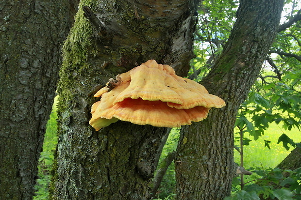 sírovec obyčajný Laetiporus sulphureus (Bull.) Murrill