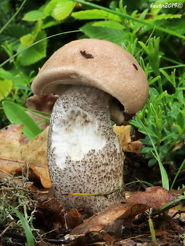 kozák sivohnedý Leccinum cyaneobasileucum Lannoy & Estadès