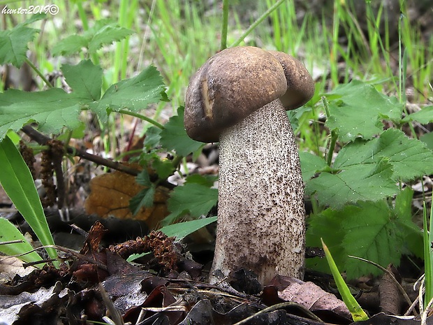 kozák topoľový Leccinum duriusculum (Schulzer ex Kalchbr.) Singer