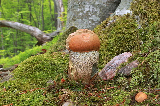 kozák žltooranžový Leccinum versipelle (Fr. & Hök) Snell