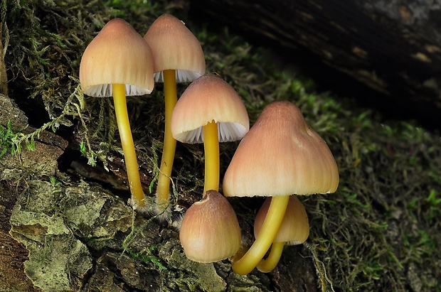 prilbička žltohlúbiková Mycena renati Quél.