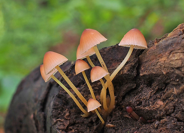 prilbička žltohlúbiková Mycena renati Quél.