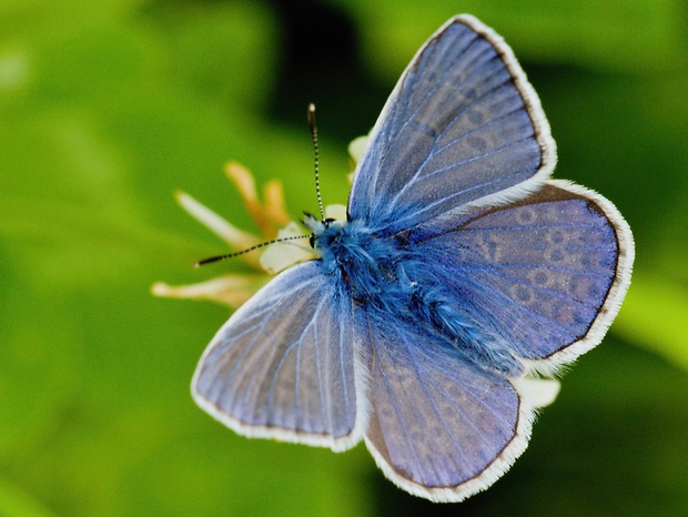 modráčik obyčajný Polyommatus icarus