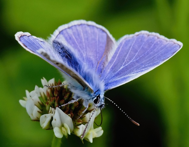 modráčik obyčajný Polyommatus icarus