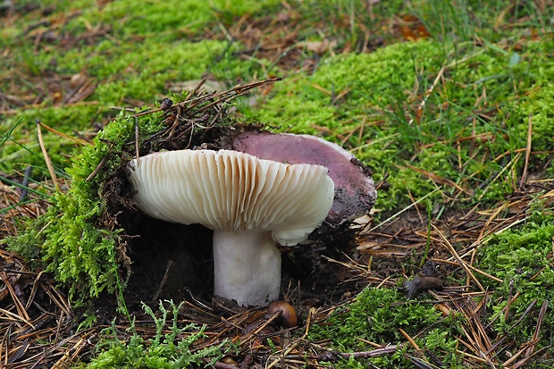 plávka modrastá Russula cyanoxantha (Schaeff.) Fr.