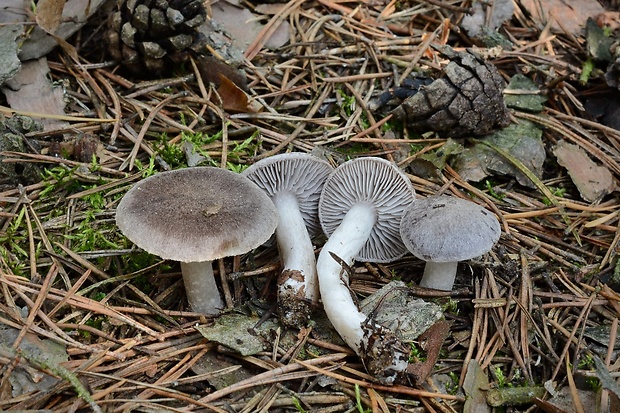 čírovka zemná Tricholoma terreum (Schaeff.) P. Kumm.