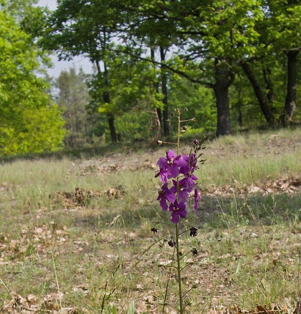 divozel tmavočervený Verbascum phoeniceum L.