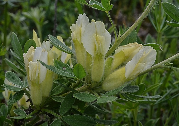 zanoväť biela Chamaecytisus albus (Hacq.) Rothm.