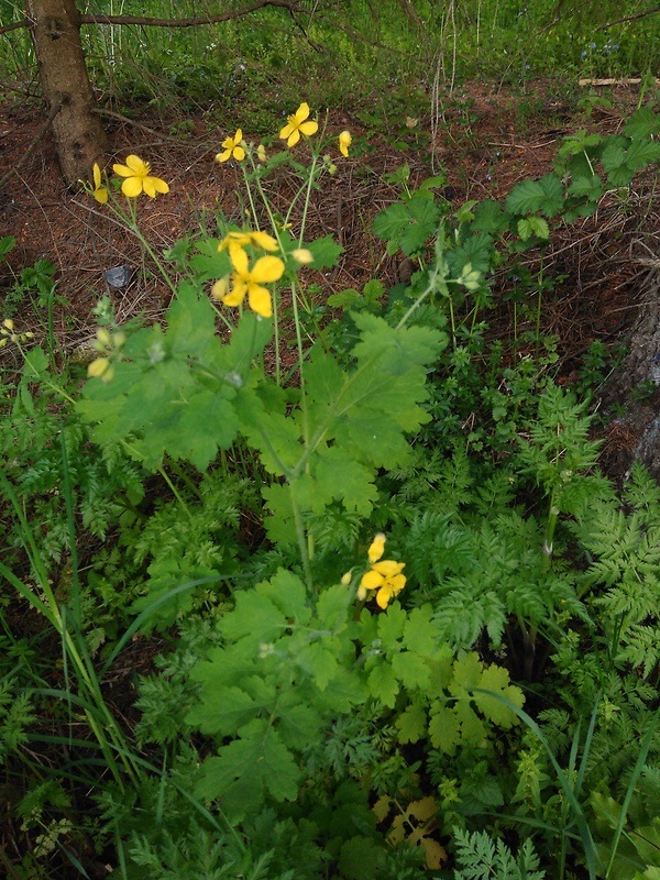 lastovičník väčší Chelidonium majus L.