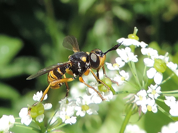 okanka žltá / očnatka žlutá Conops quadrifasciatus De Geer, 1776