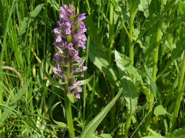 vstavačovec strmolistý pravý Dactylorhiza incarnata subsp. incarnata (L.) Soó