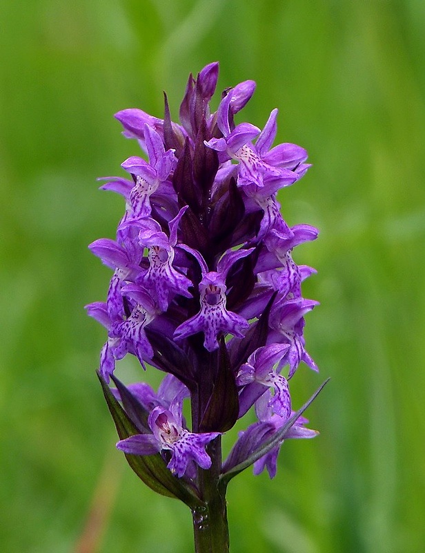 vstavačovec májový pravý Dactylorhiza majalis subsp. majalis (Reincherb.) Hunt & Summerh.