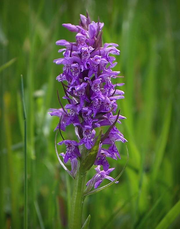 vstavačovec májový pravý Dactylorhiza majalis subsp. majalis (Reincherb.) Hunt & Summerh.