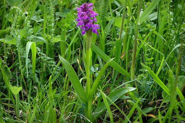 vstavačovec májový pravý Dactylorhiza majalis subsp. majalis (Reincherb.) Hunt & Summerh.