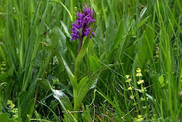 vstavačovec májový pravý Dactylorhiza majalis subsp. majalis (Reincherb.) Hunt & Summerh.