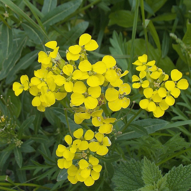 horčičník voňavý Erysimum odoratum P. Gaertn., B. Mey. et Scherb.