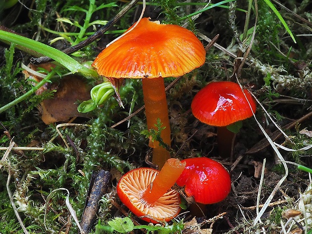 lúčnica hlienistá červená Hygrocybe glutinipes var. rubra R. Kristiansen