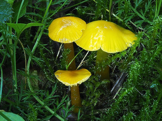 lúčnica hlienistá Hygrocybe glutinipes (J.E. Lange) R. Haller Aar.