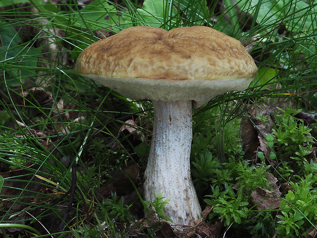 kozák hrabový Leccinum pseudoscabrum (Kallenb.) Šutara