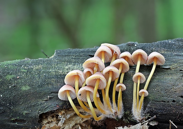 prilbička žltohlúbiková Mycena renati Quél.