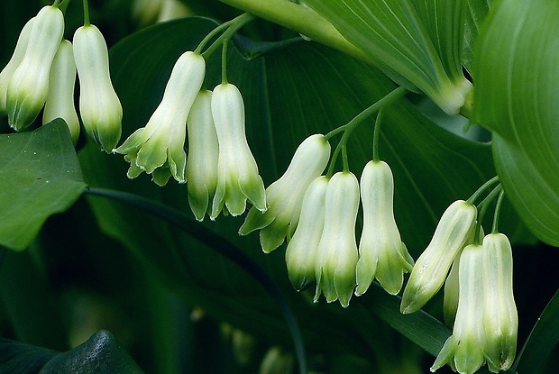 kokorík mnohokvetý Polygonatum multiflorum (L.) All.