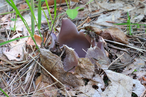 tulipánovka fialová Sarcosphaera coronaria (Jacq.) J. Schröt.