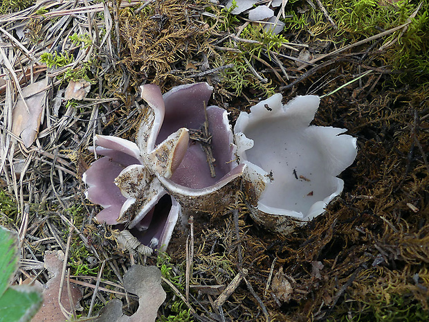 tulipánovka fialová Sarcosphaera coronaria (Jacq.) J. Schröt.