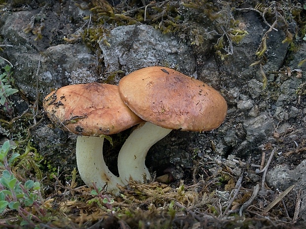 masliak zrnitý Suillus granulatus (L.) Roussel