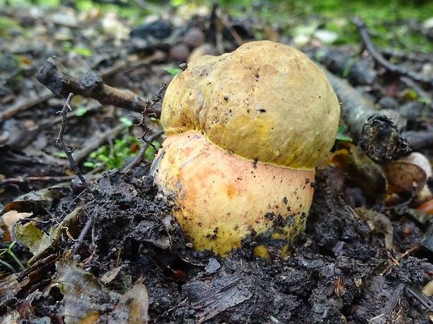 hríb zrnitohlúbikový Sutorius luridiformis (Rostk.) G. Wu & Zhu L. Yang