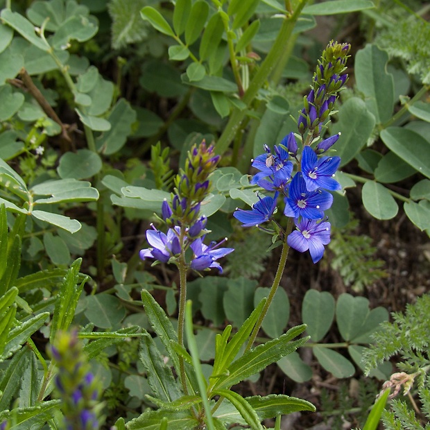 veronika hrdobarkovitá Veronica teucrium L.