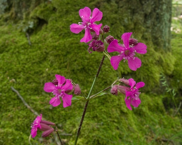 smolnička obyčajná Viscaria vulgaris